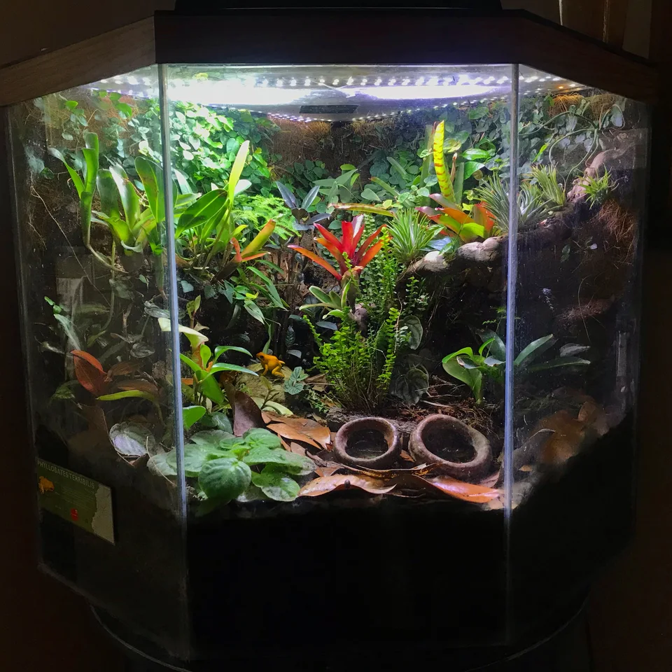 Planted glass vivarium with bromeliads, leaf litter, branches and coconut hides