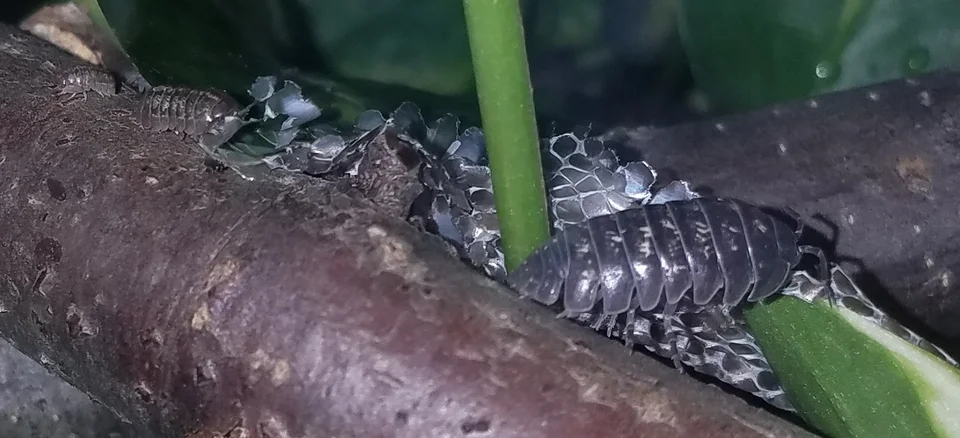 Isopods feeding on shed snake skin beside stems and wood