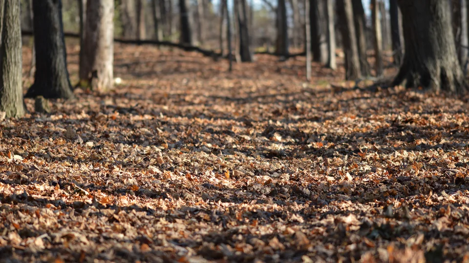 A broad layer of fallen brown leaves covering a woodland floor