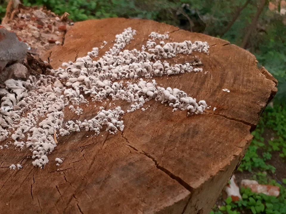 Small pale fungi growing across a cut section of dead wood
