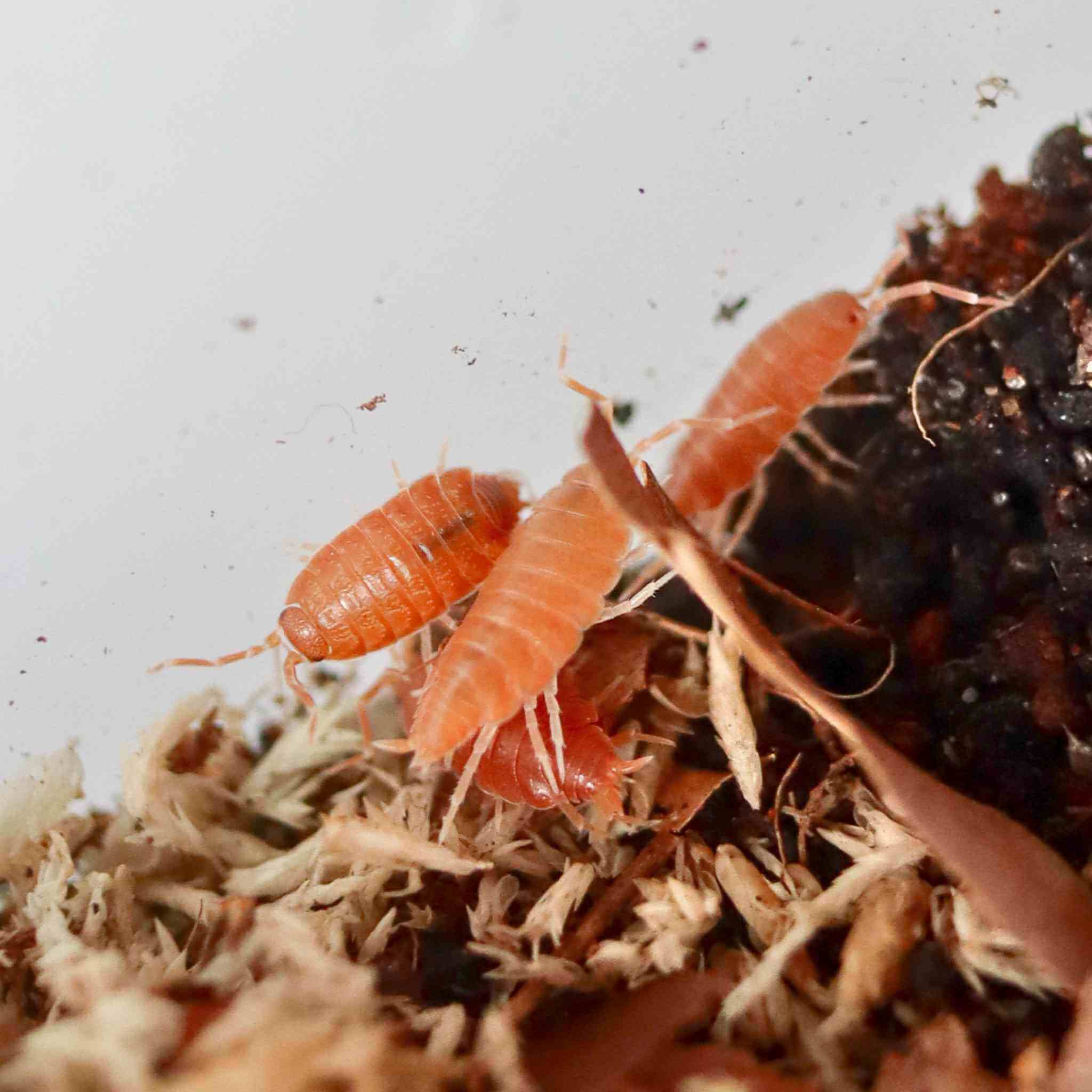 Orange isopods and springtails among leaf litter