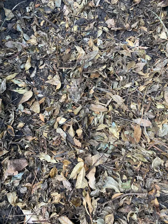 Dry leaves, small twigs and dark organic material on the ground