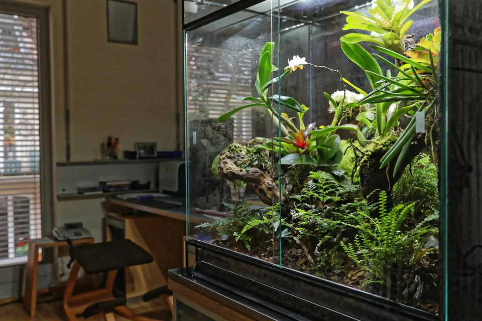 Glass terrarium with ferns, orchids and wood in a home office
