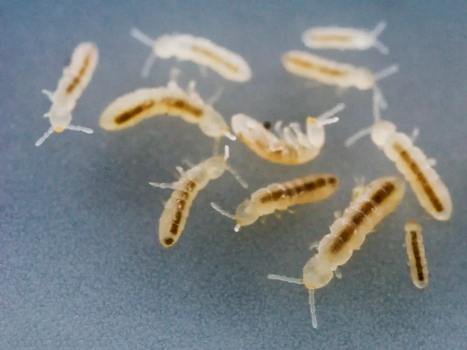 Springtails photo 2