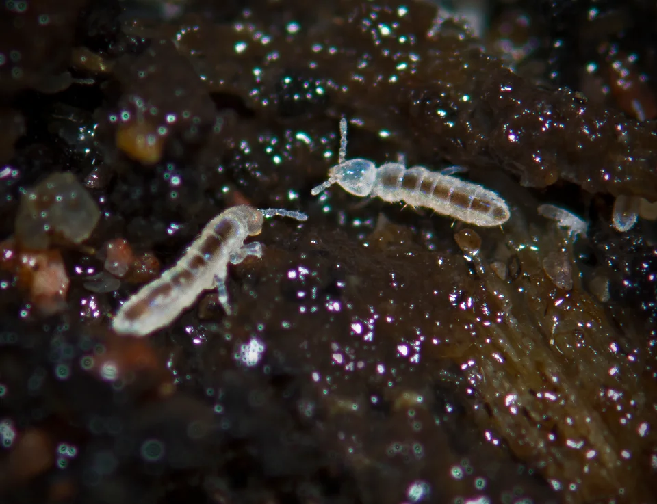 Two pale springtails on dark, damp soil