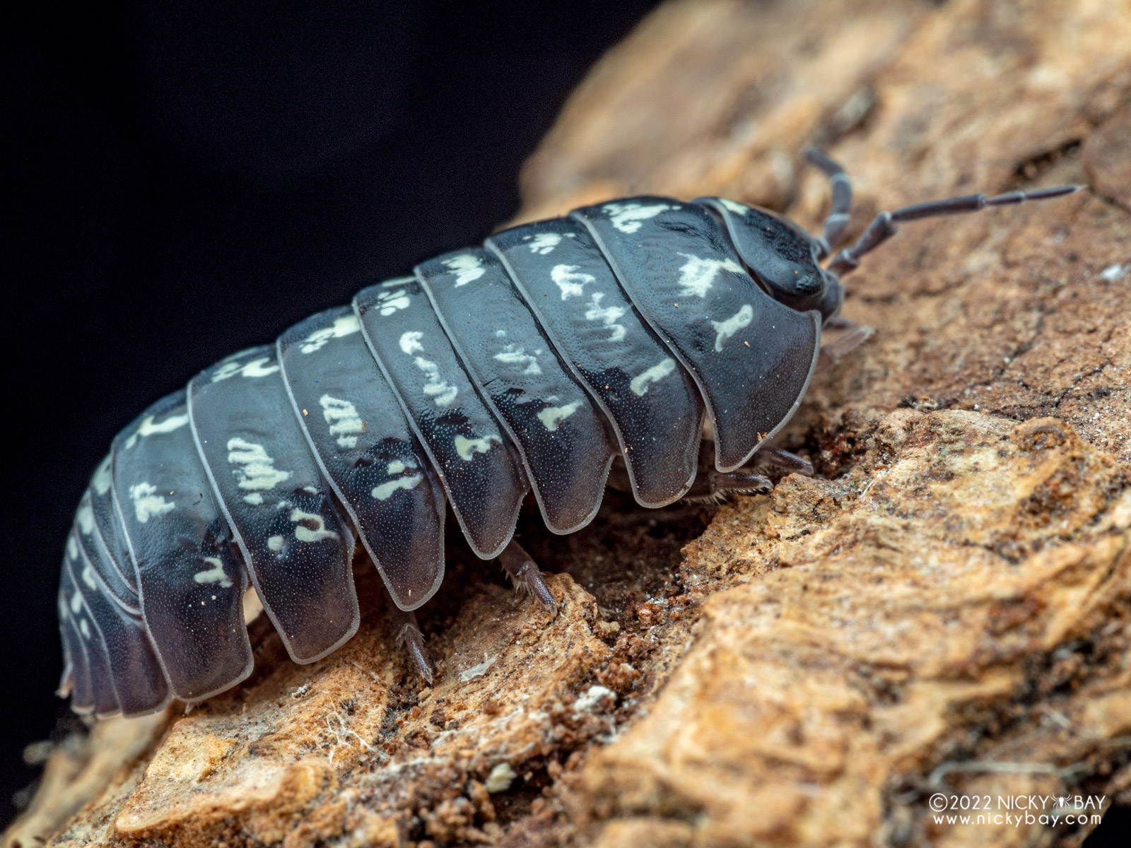 Armadillidium vulgare pill bug on bark