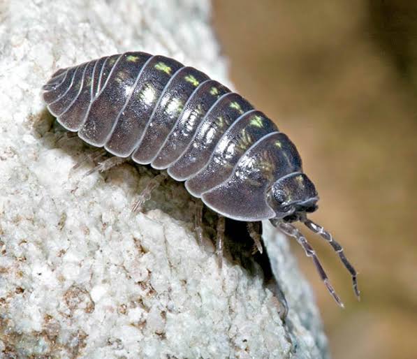 Armadillidium vulgare photo 2