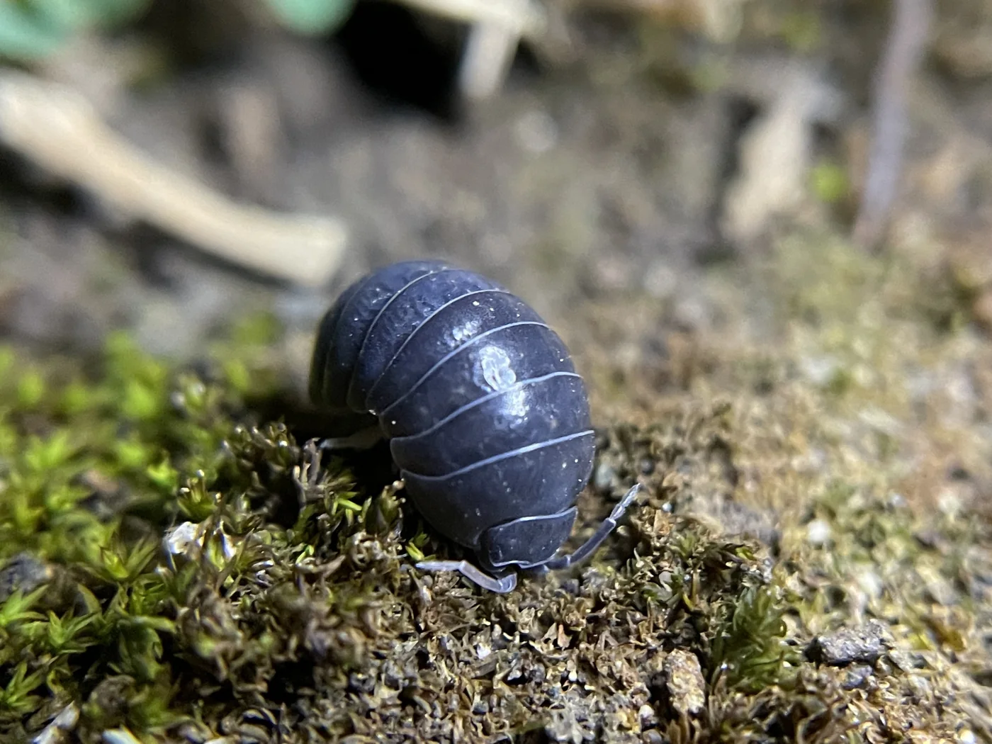 Common pill woodlouse Armadillidium vulgare