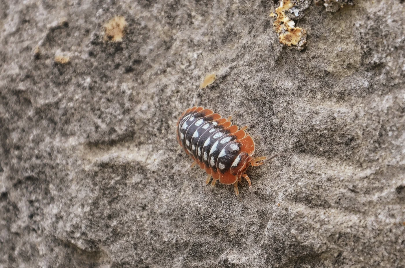 Armadillidium klugii photographed in Albania