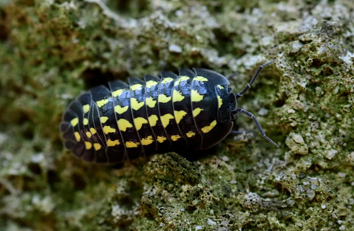 Gestroi isopod (Armadillidium gestroi) close-up