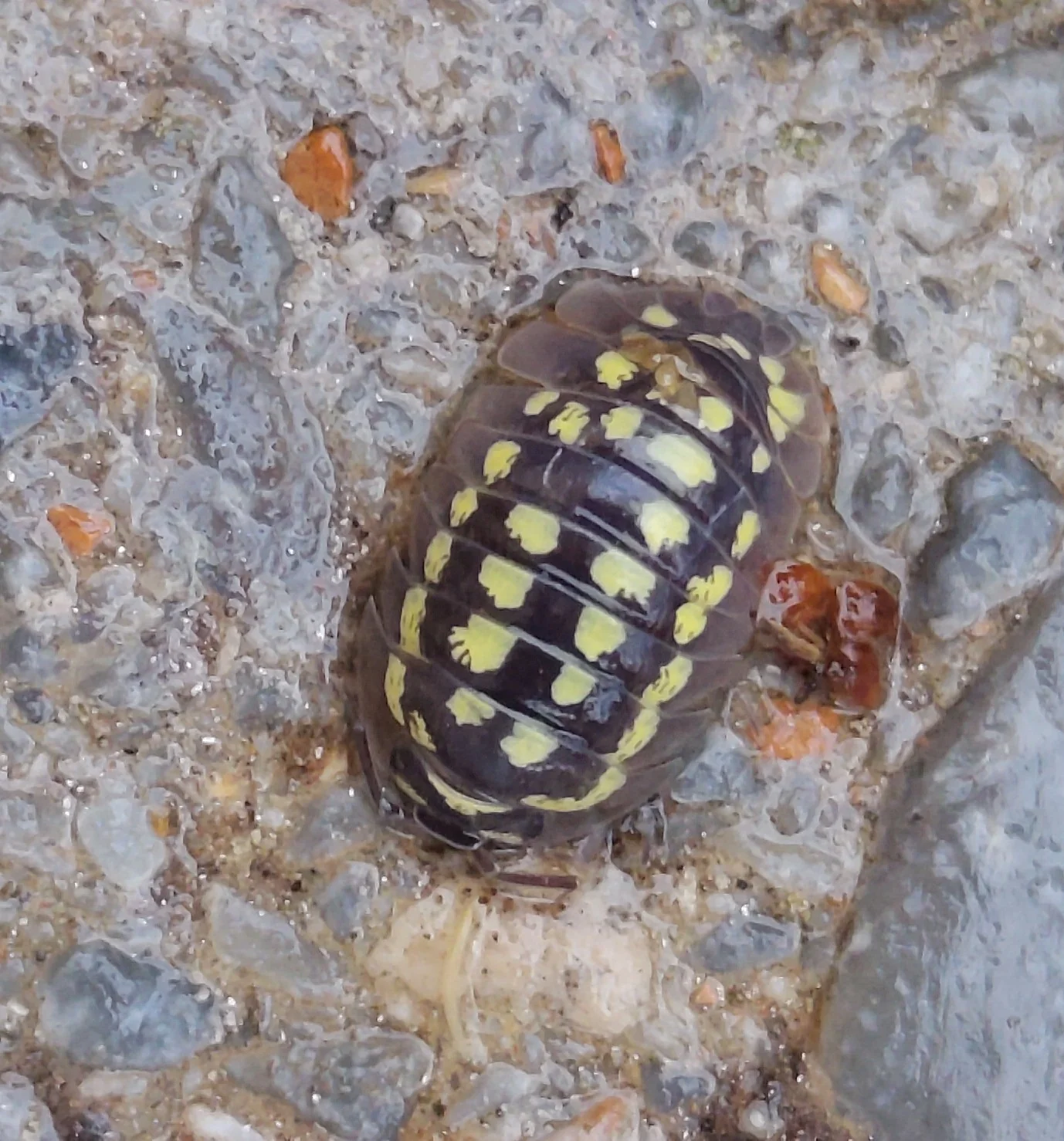 Armadillidium gestroi photographed in its natural range