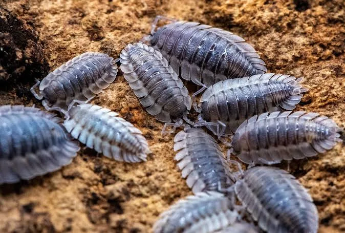 Giant Canyon isopod (Porcellio dilatatus) close-up