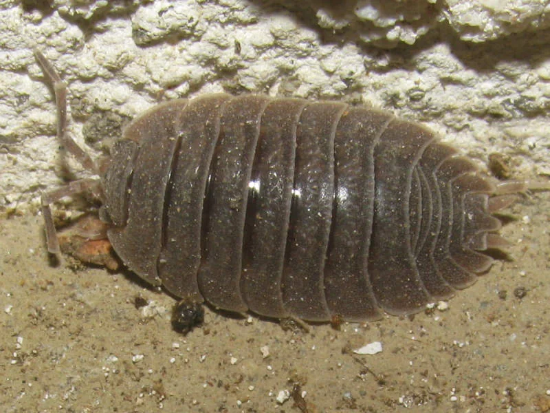 Porcellio dilatatus female