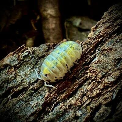 Magic Potion isopod on bark