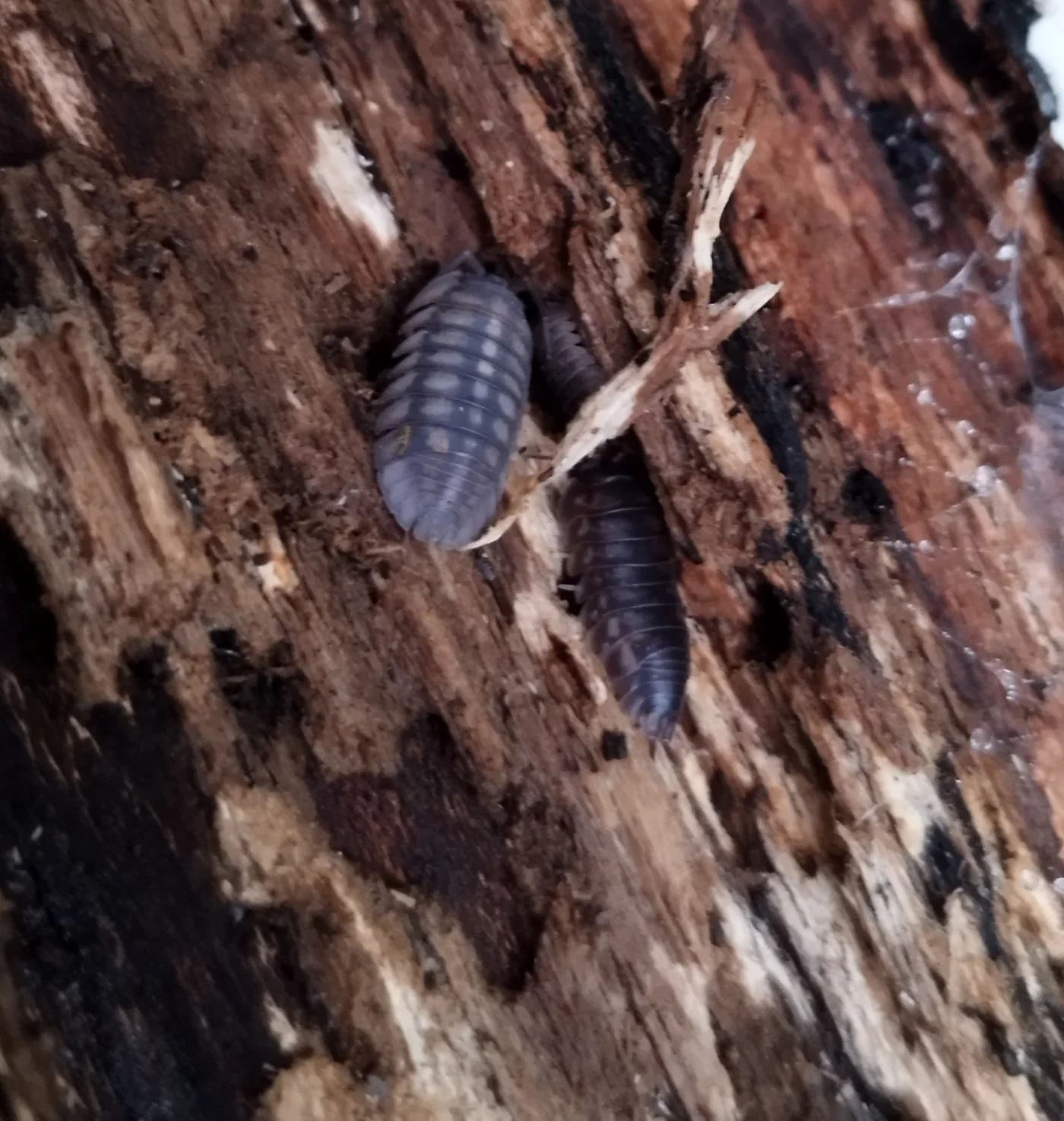 Armadillidium nasatum, the parent species associated with the Peach hobby morph