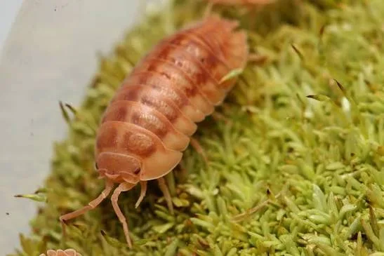 Peach isopod (Armadillidium nasatum 'Peach') on moss