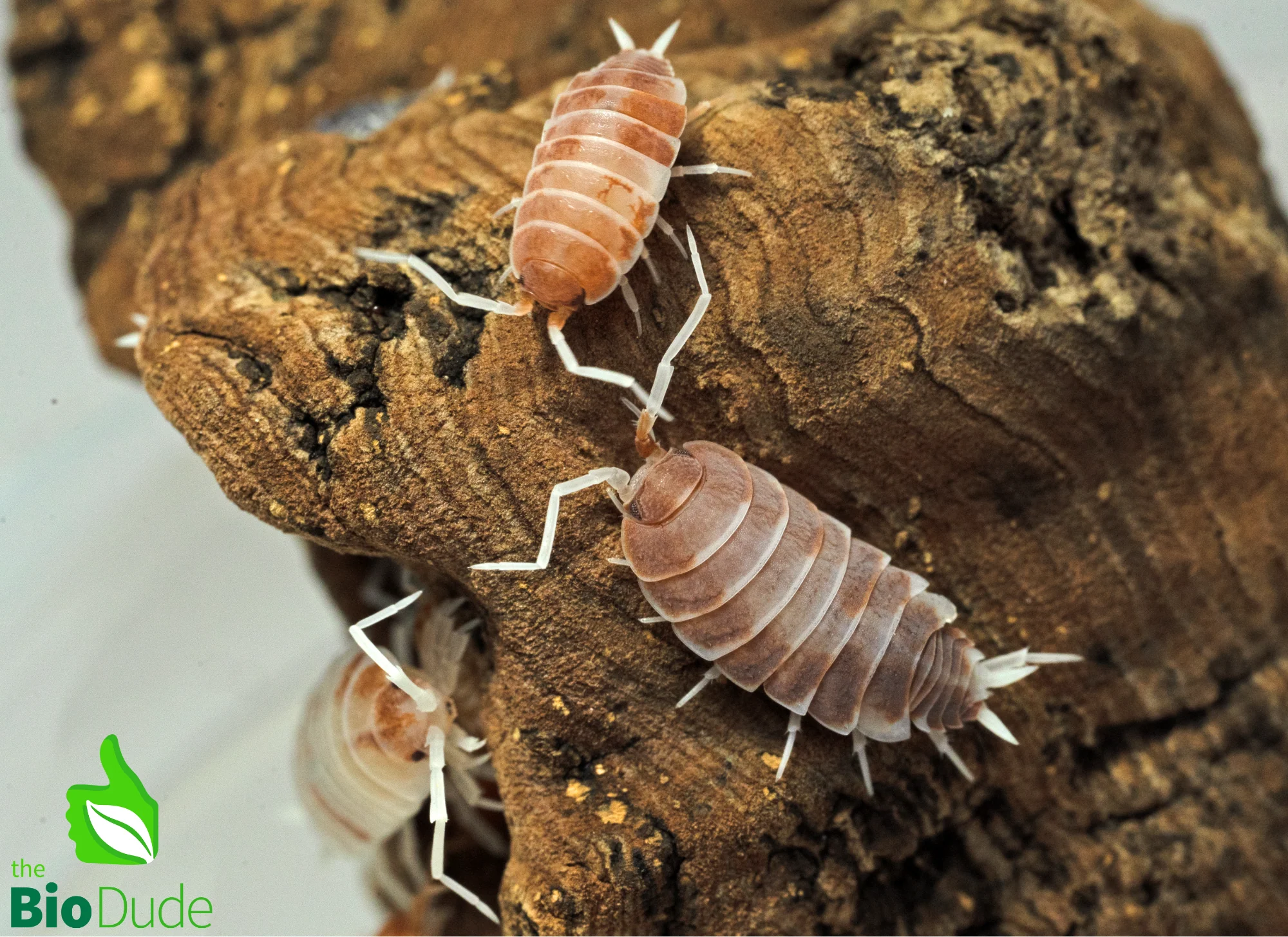 Porcellionides pruinosus photo 3