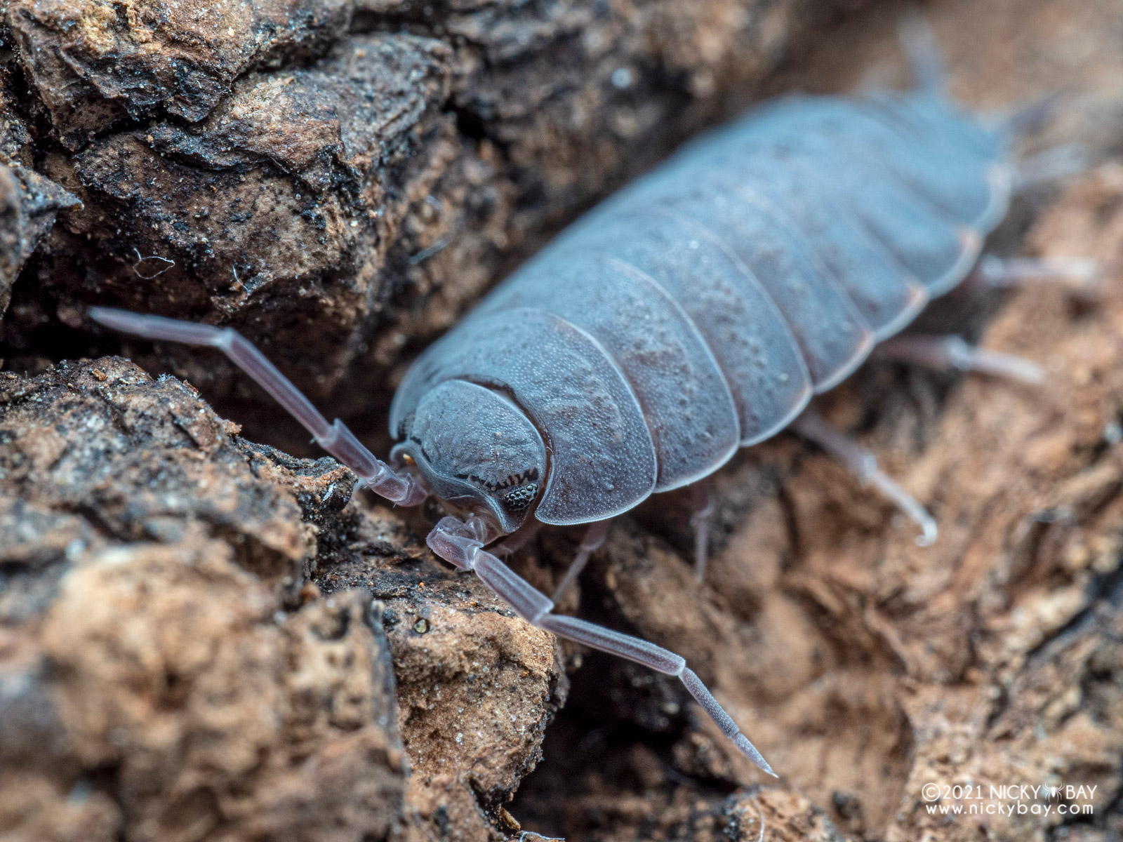 Powder Blue isopod on bark