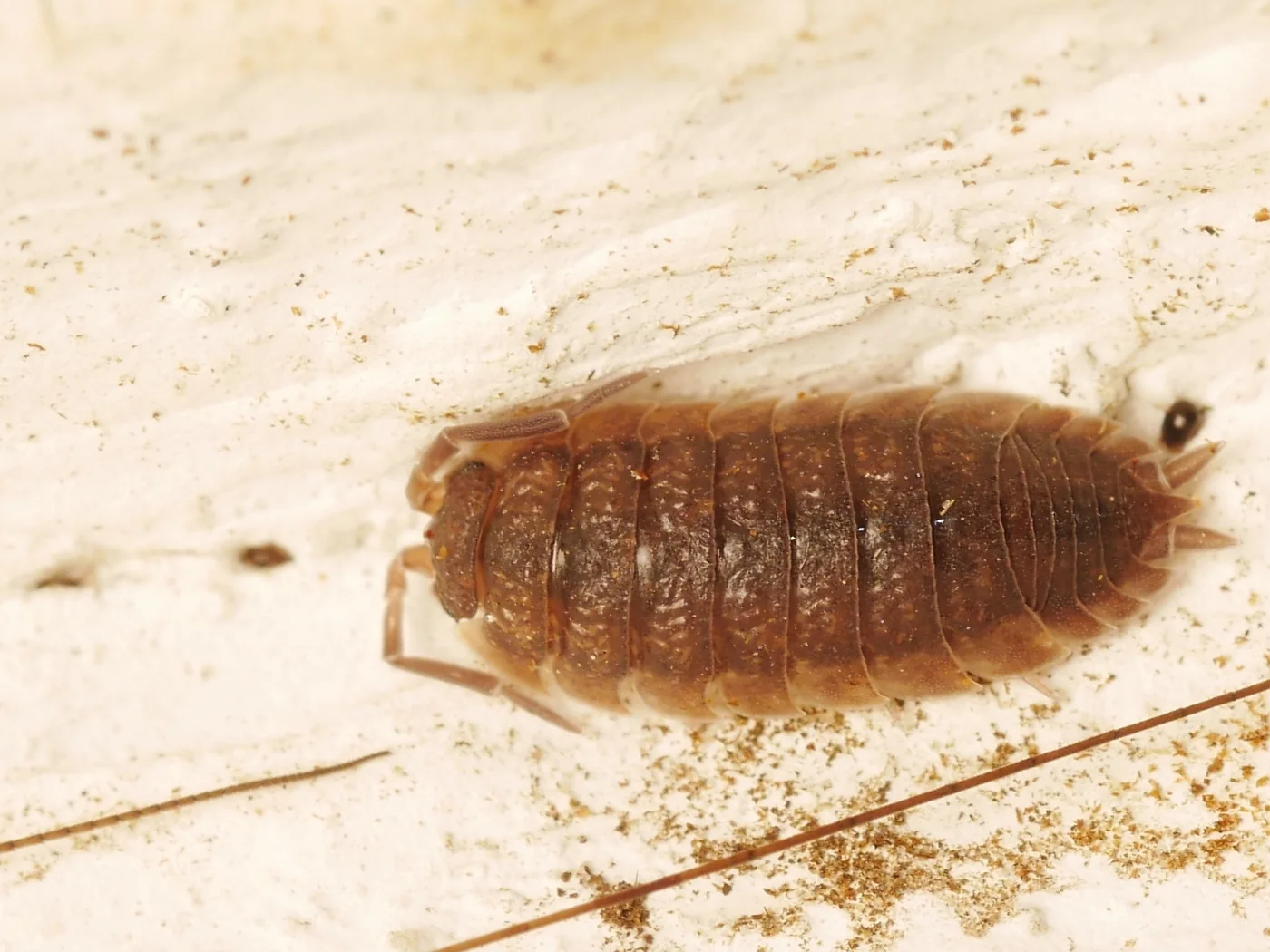 Common rough woodlouse Porcellio scaber