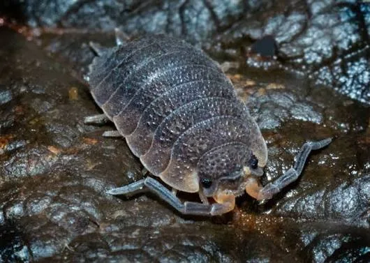Rough woodlouse (Porcellio scaber) close-up