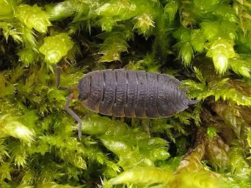 Rough Woodlouse photo 2