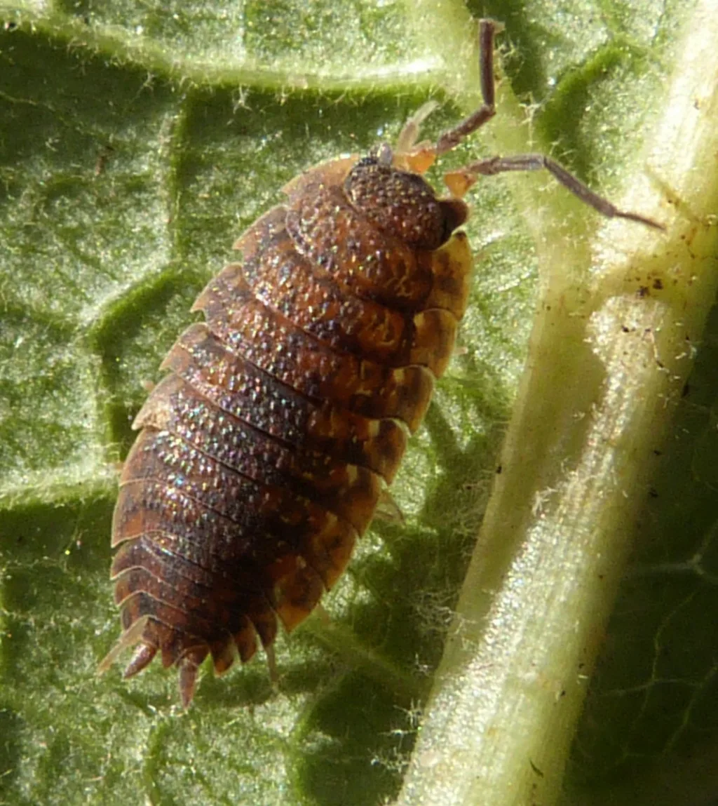 Rough Woodlouse photo 3