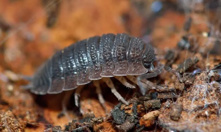 Rough Woodlouse photo 4