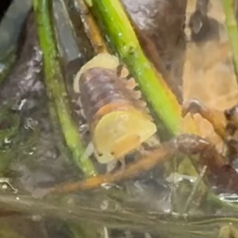 Front view of a Rubber Ducky isopod showing its yellow face and darker back