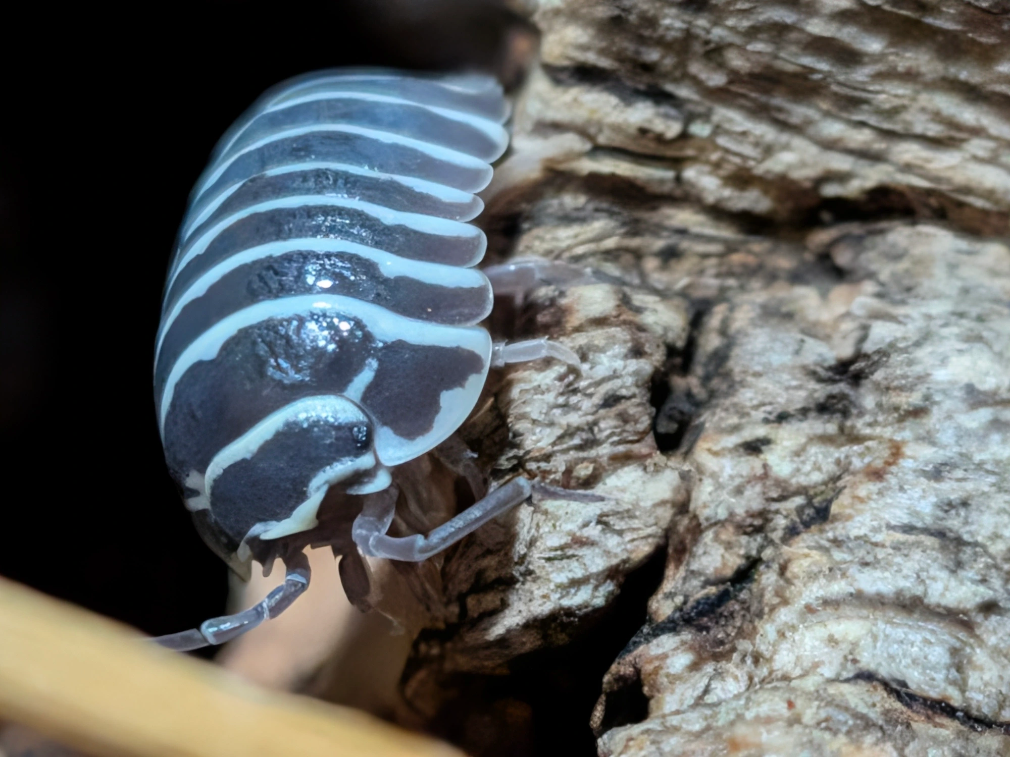 Zebra photo 2
