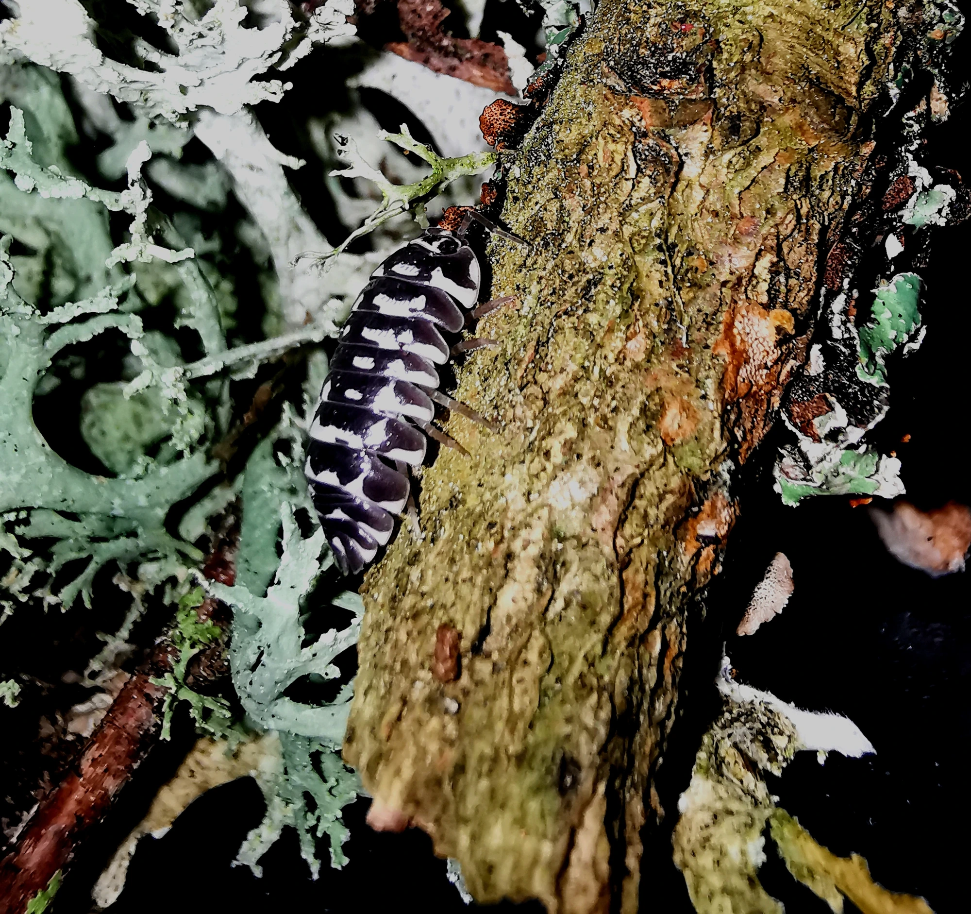 Zebra photo 4