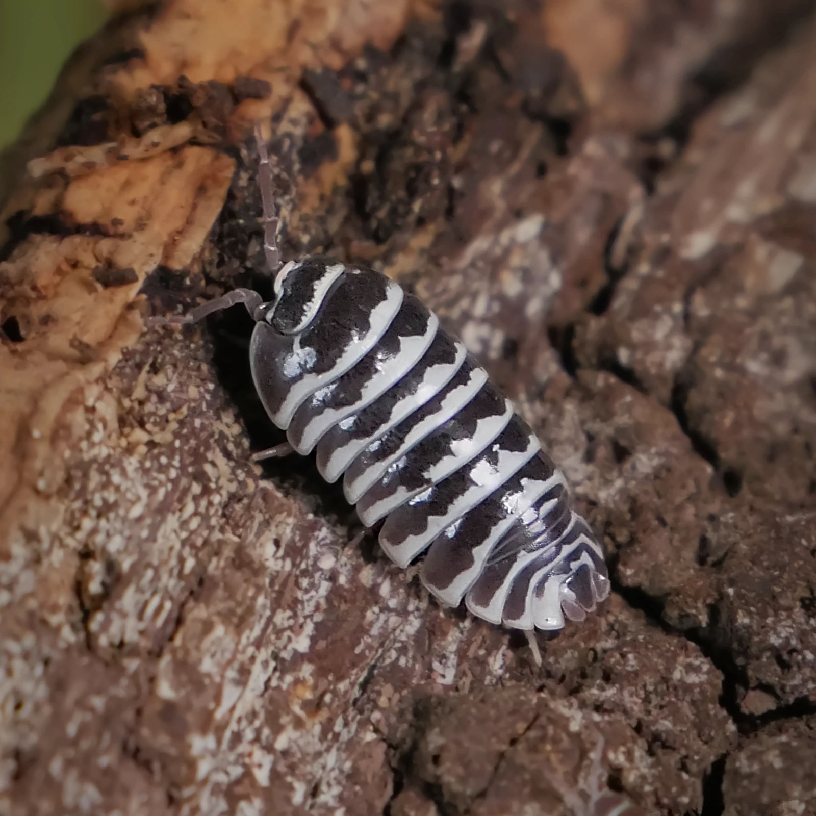 Zebra photo 3