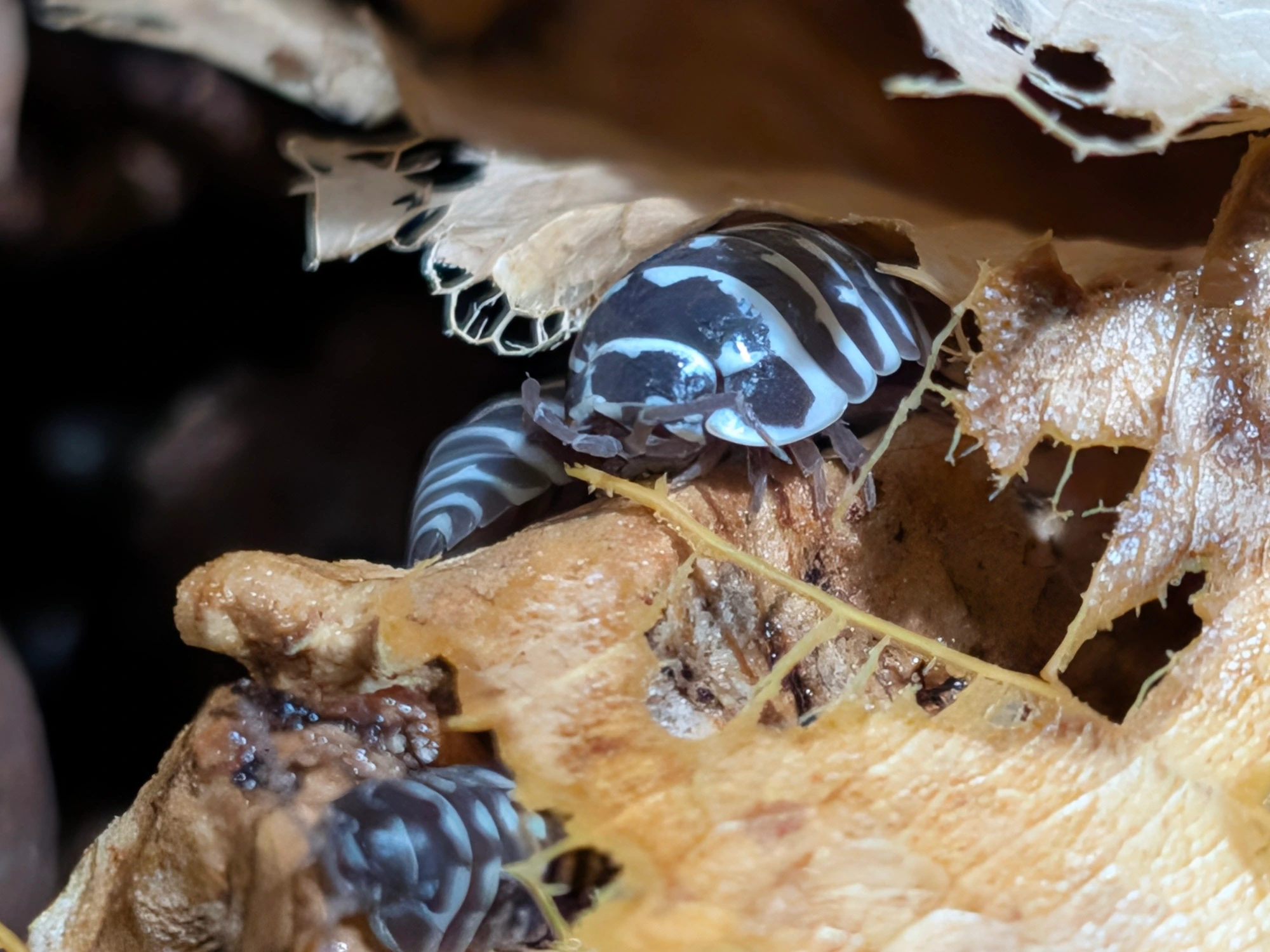 Zebra isopods (Armadillidium maculatum) among dry leaves